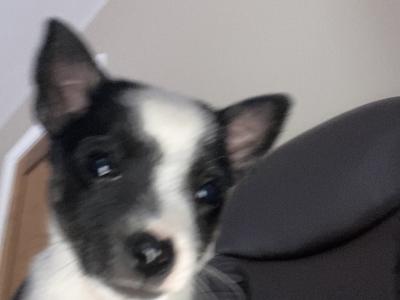 West Highland/Jack Russell x Chihuahua puppies in Laois