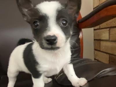West Highland/Jack Russell x Chihuahua puppies in Laois