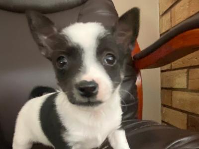 West Highland/Jack Russell x Chihuahua puppies in Laois
