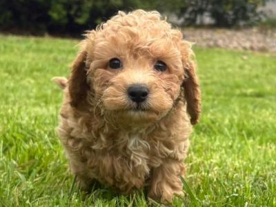 Cavapoo puppies in Tyrone