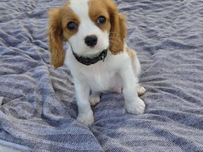 IKC Registered Cavalier King Charles puppies in Wexford