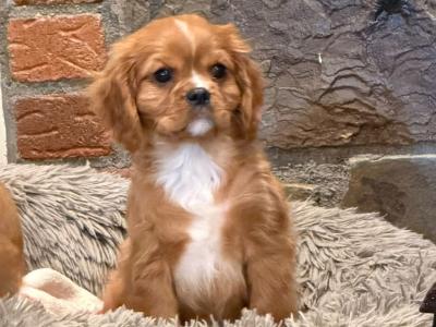 Cavalier King Charles puppies in Carlow