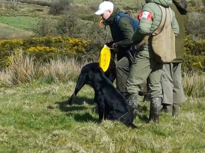 Labrador [WORKING] STUD DOG