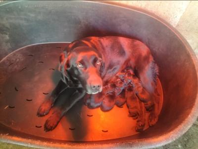 Labrador [WORKING] STUD DOG