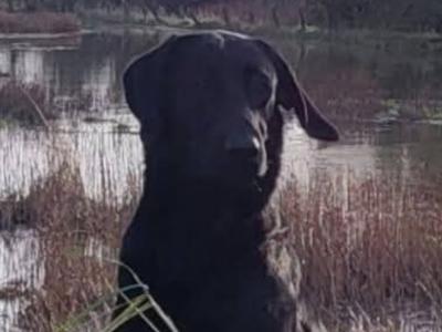 Labrador [WORKING] STUD DOG