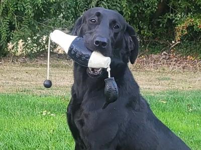Labrador [WORKING] STUD DOG