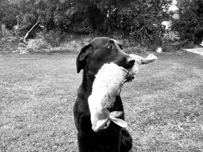 Labrador [WORKING] STUD DOG