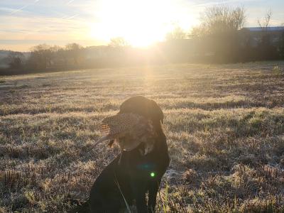 Labrador [WORKING] STUD DOG
