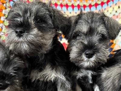 2 beautiful miniature Schnauzer puppies for sale in Dublin