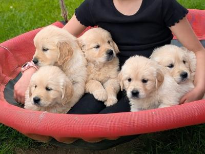 Golden Retrievers in Wexford