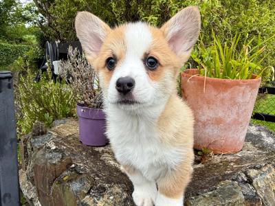 Pembroke Welsh Corgi puppies in Cork