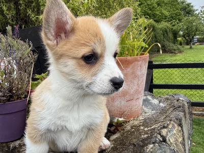 Pembroke Welsh Corgi puppies in Cork