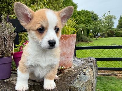 Pembroke Welsh Corgi puppies in Cork