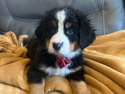 Fabulous IKC Registered Bernese Mountain Dog puppies in Kildare