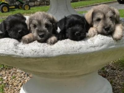 Miniature Schnauzer puppies in Wexford