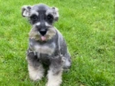 Miniature Schnauzer puppies in Wexford