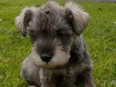 Miniature Schnauzer puppies in Wexford