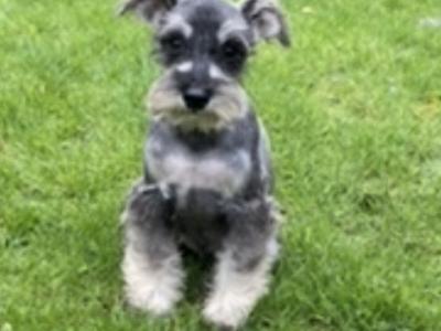 Miniature Schnauzer puppies in Wexford