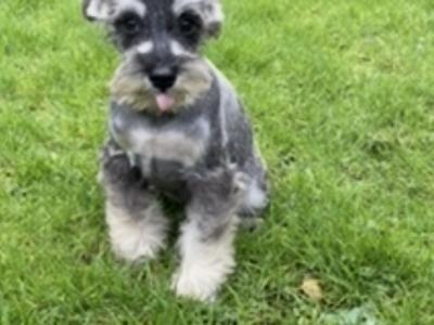 Miniature Schnauzer puppies in Wexford