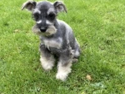 Miniature Schnauzer puppies in Wexford