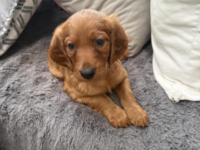 Irish Setter (red) puppies