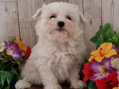 Vet checked, Child Friendly Maltichon puppies in Limerick
