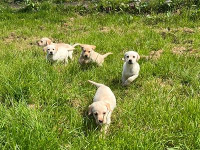 IKC Registered Labrador puppies in Laois