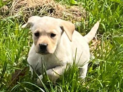 IKC Registered Labrador puppies in Laois