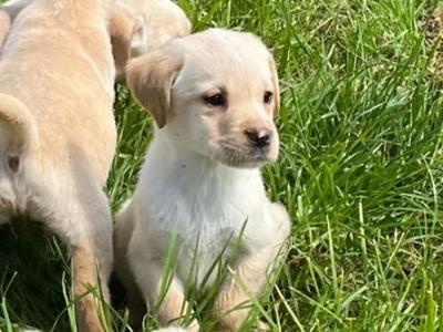 IKC Registered Labrador puppies in Laois