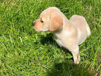 IKC Registered Labrador puppies in Laois