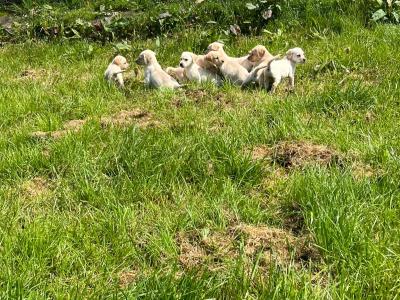 IKC Registered Labrador puppies in Laois