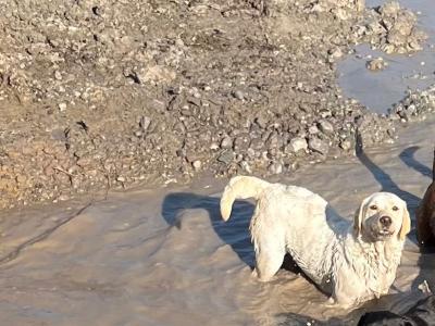 IKC Registered Labrador puppies in Laois