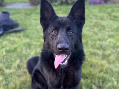 German Shepherd Dog available for stud in Fermanagh