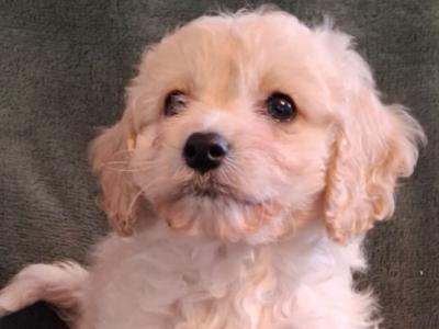 Lovely affectionate Cavachon puppies