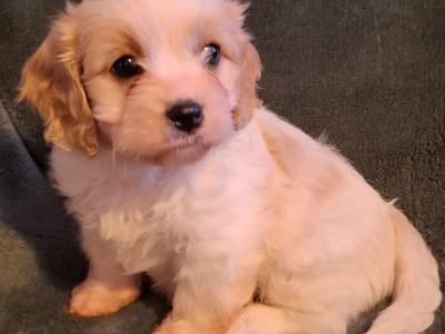 Lovely affectionate Cavachon puppies