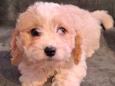 Lovely affectionate Cavachon puppies