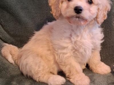 Lovely affectionate Cavachon puppies