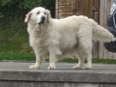 IKC Registered female Golden Retriever adult dogs for sale in Tipperary