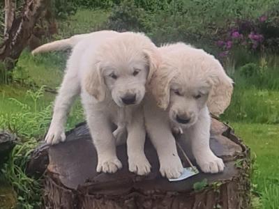 Beautiful IKC Registered Golden Retriever puppies in Kerry