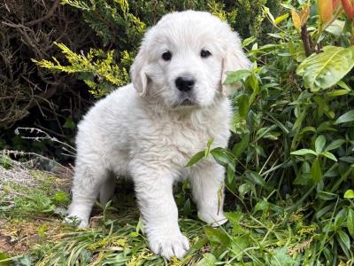 Beautiful IKC Registered male Golden Retriever puppy for sale in Kildare