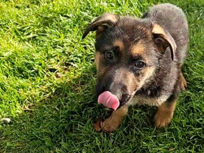 IKC Registered German Shepherd puppies in Monaghan