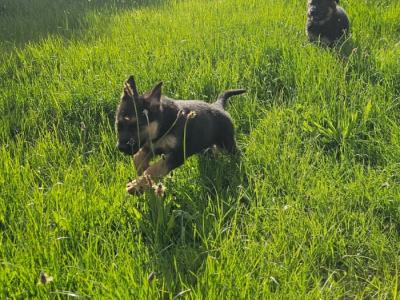 IKC Registered German Shepherd puppies in Monaghan