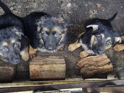 IKC Registered German Shepherd puppies in Monaghan