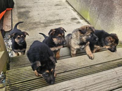 IKC Registered German Shepherd puppies in Monaghan