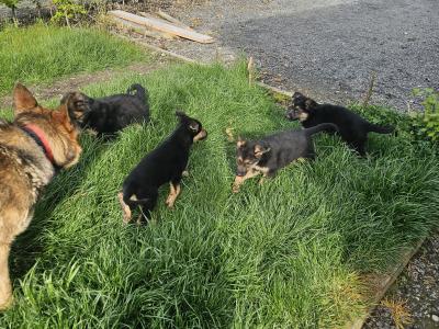 IKC Registered German Shepherd puppies in Monaghan