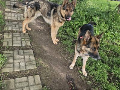 IKC Registered German Shepherd puppies in Monaghan
