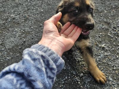 IKC Registered German Shepherd puppies in Monaghan