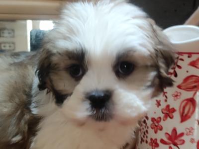 Maltese x Shih Tzu puppies in Cork