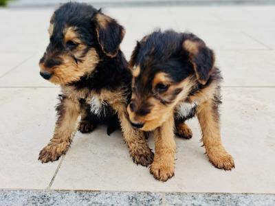 Airedale Terrier puppies in Kilkenny
