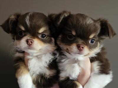 🐶 IKC Registered Elite female Chihuahua puppies available in Laois 💜